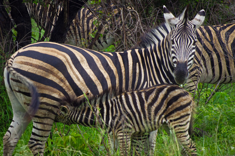 Zebra met jong in Zuid-Afrika