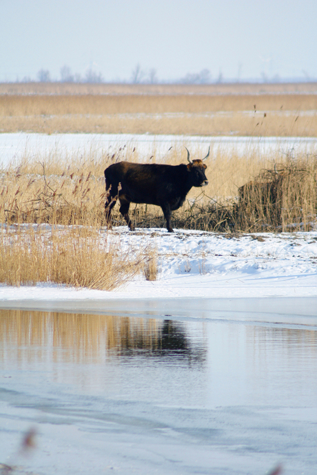 Heckrund Oostvaardersplassen