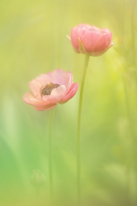 Ranonkels in de tuin.