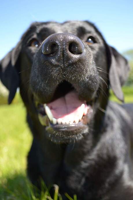 Zwarte labrador