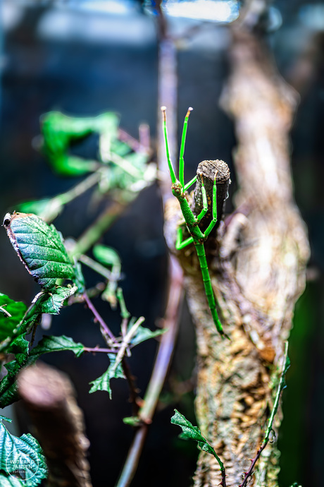 Walking stick insect
