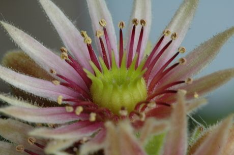 Sempervivum bloem