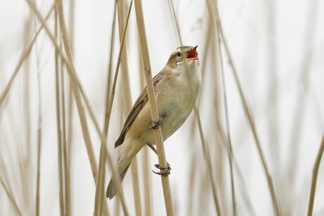 Rietzanger in het riet 