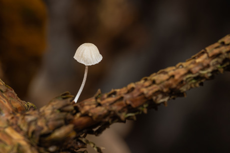 suikermycena