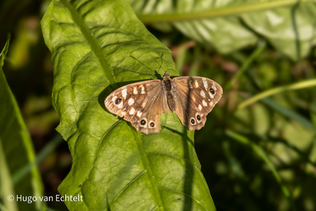 Vlinder op blad 