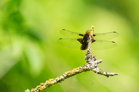 Platbuik libelle