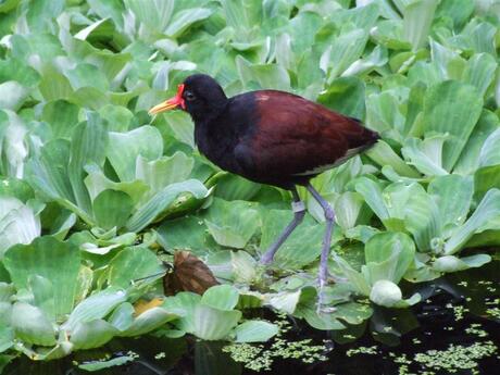 Watervogel