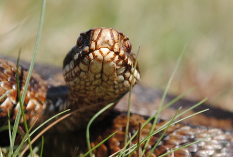 Vipera Berus