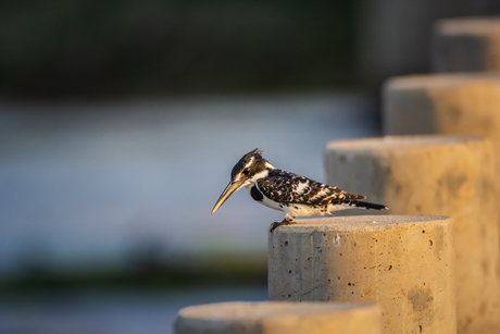 Bonte ijsvogel