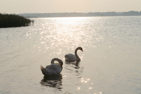 Zwanen bij Strand Horst