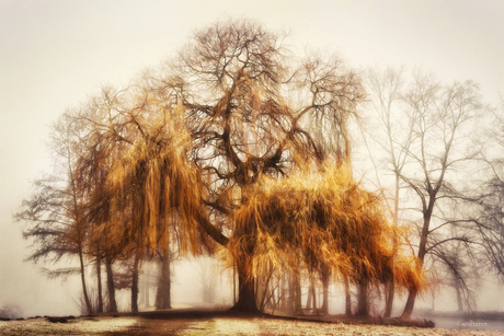 Weeping Willow.