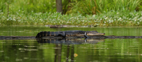 Mississippialligator 