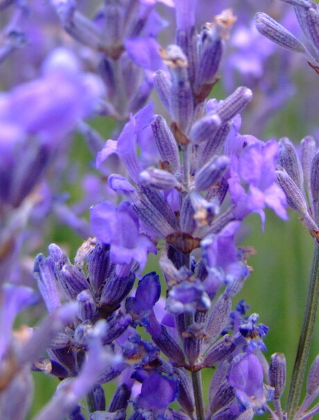 lavendel