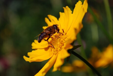 zonnebloem met bijtje