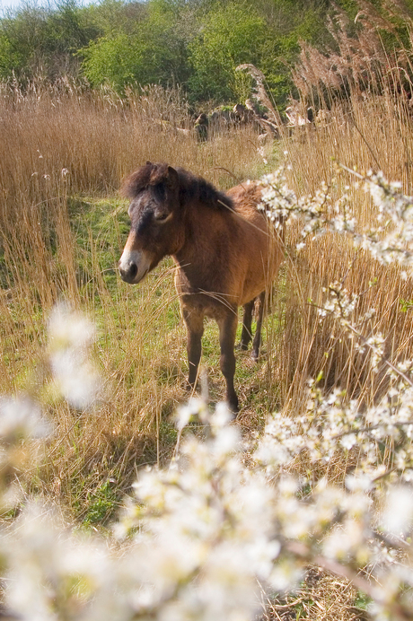 Paard in het riet