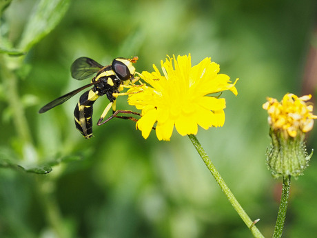 Gewone citroenzweefvlieg 