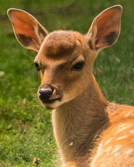 Sika Deer Fawn