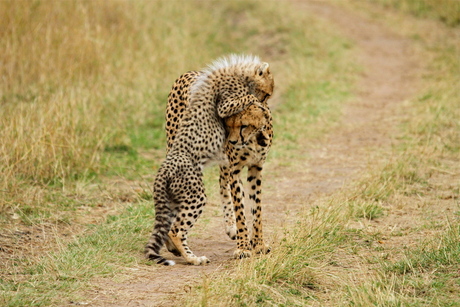 Cheetah jong begroet moeder