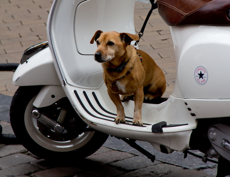 Scooterdog