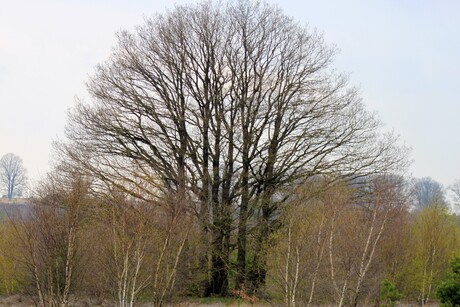 Karakteristieke bomen. (2)