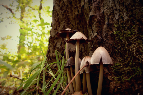 Paddestoelen tijd!