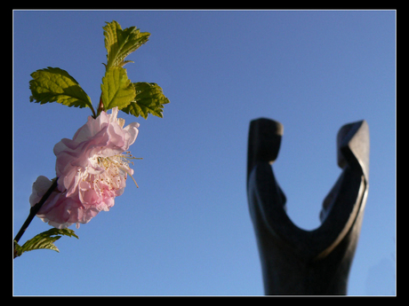 Bloemen bij de nonnen