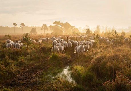 Schaapskudde in het gouden licht 