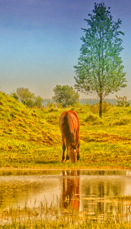 Paard