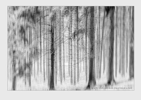 Black&White Forest