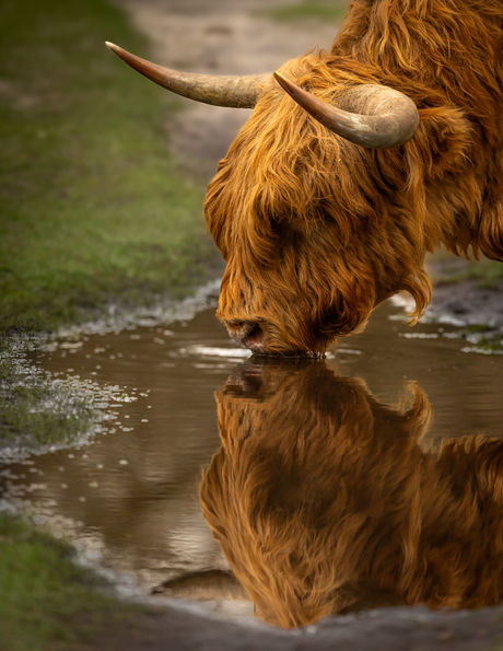 Schotse hooglander drinkend uit een plas, met een mooi spiegelbeeld