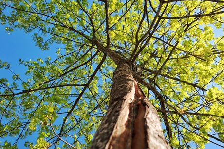 In to the trees