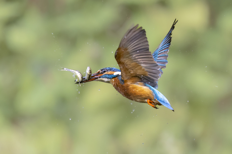 Kingfisher