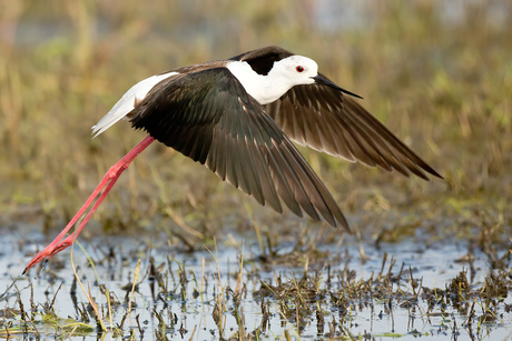 Gratie op stelten ...