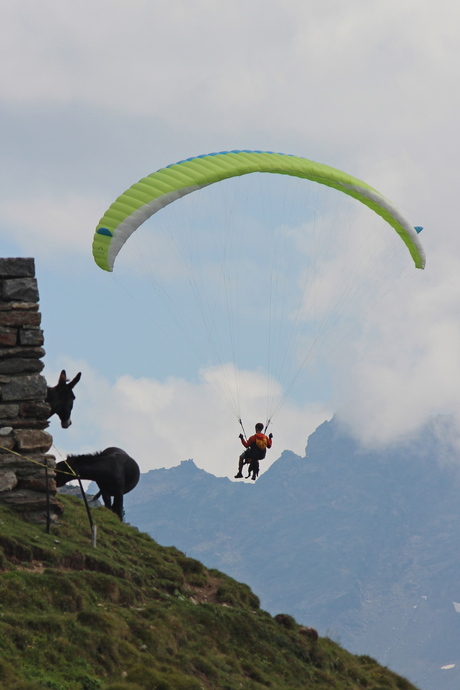 Paraglider met hond