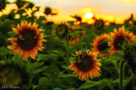 Tijdens zonsondergang...