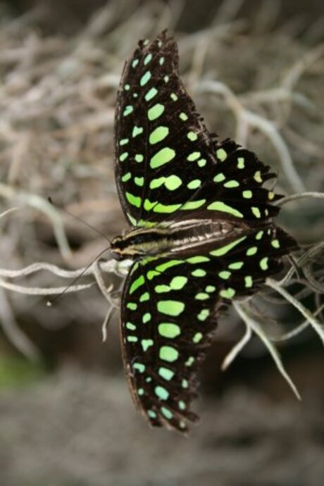 Vlinder in de vlindertuin