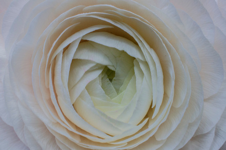 White flower macro shot