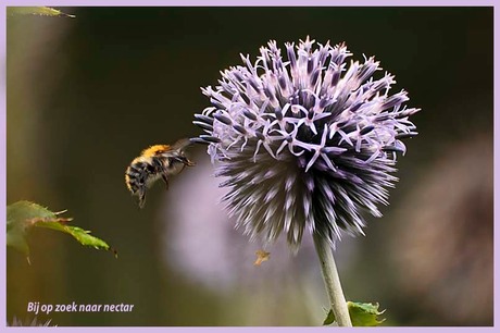 Bij op zoek naar nectar (1)