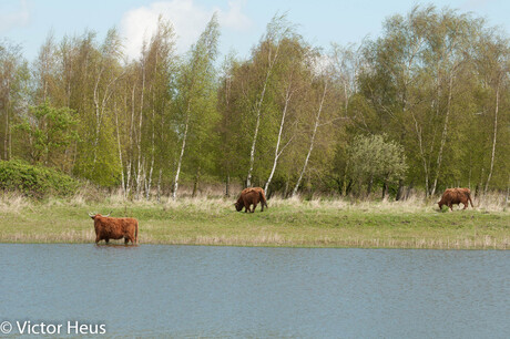 Schotse Hooglander