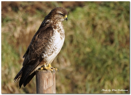 Buizerd