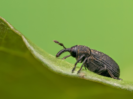 Snuitkever