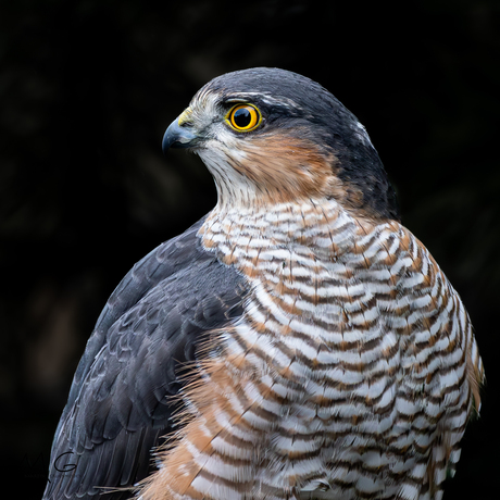 Sperwer close-up