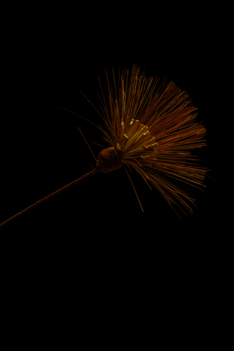 sprankel in de nacht