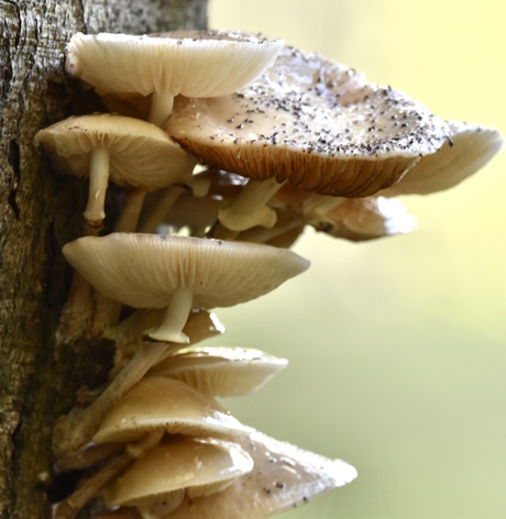 Paddestoel in de herfst