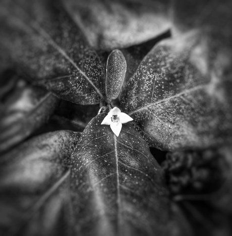 Tiny White Flower