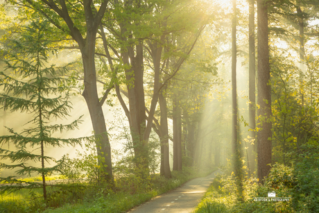 Magisch licht tussen de bomen