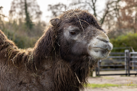 Portret van een kameel