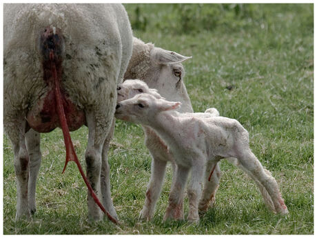 lammetjes, net geboren