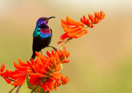 Splendid Sunbird