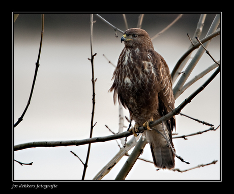 buizerd